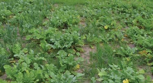 COVER CROP PERSPECTIVE FROM THE FORAGE PRODUCT MANAGER POINT OF VIEW